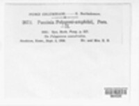 Puccinia polygoni-amphibii image